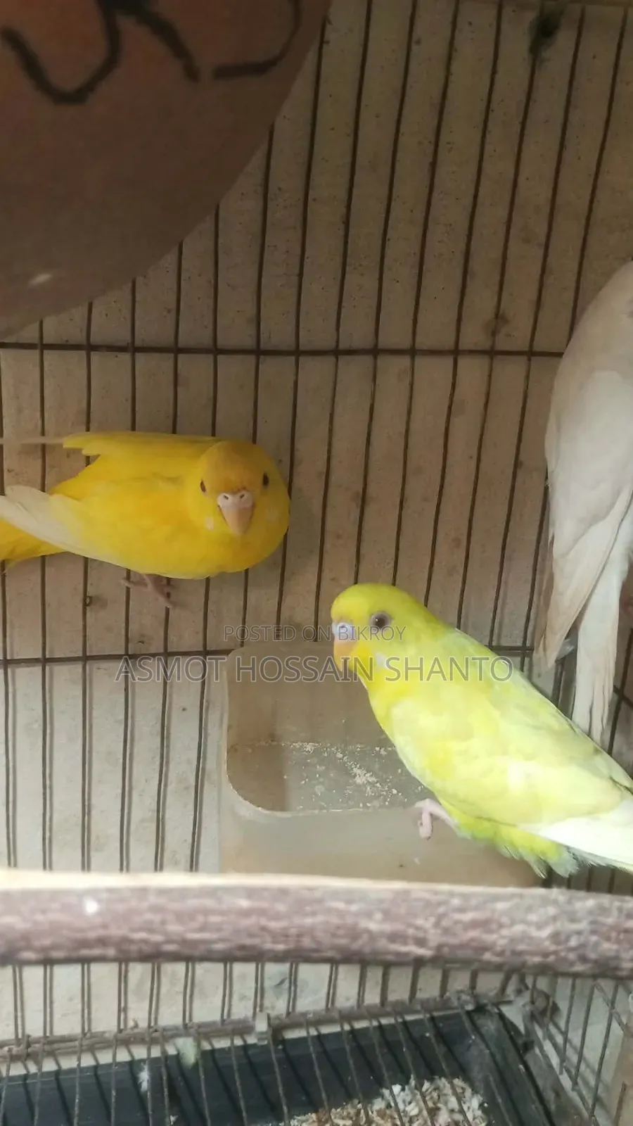 একজোড়া রানিং লুটিনো