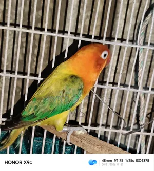 একটি সিঙ্গেল লাভ ফিমেল বিক্রয় হবে