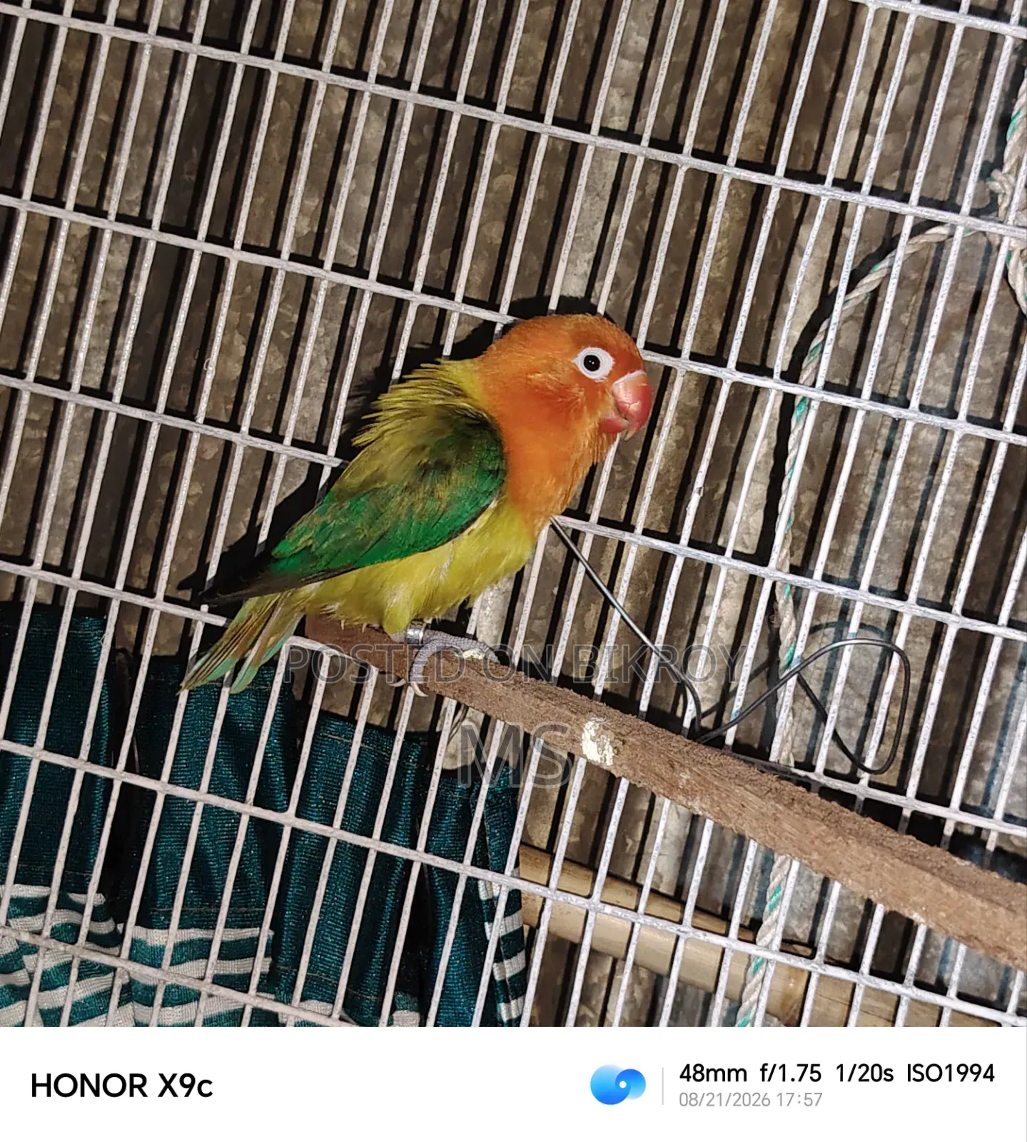 একটি সিঙ্গেল লাভ ফিমেল বিক্রয় হবে