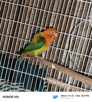 একটি সিঙ্গেল লাভ ফিমেল বিক্রয় হবে