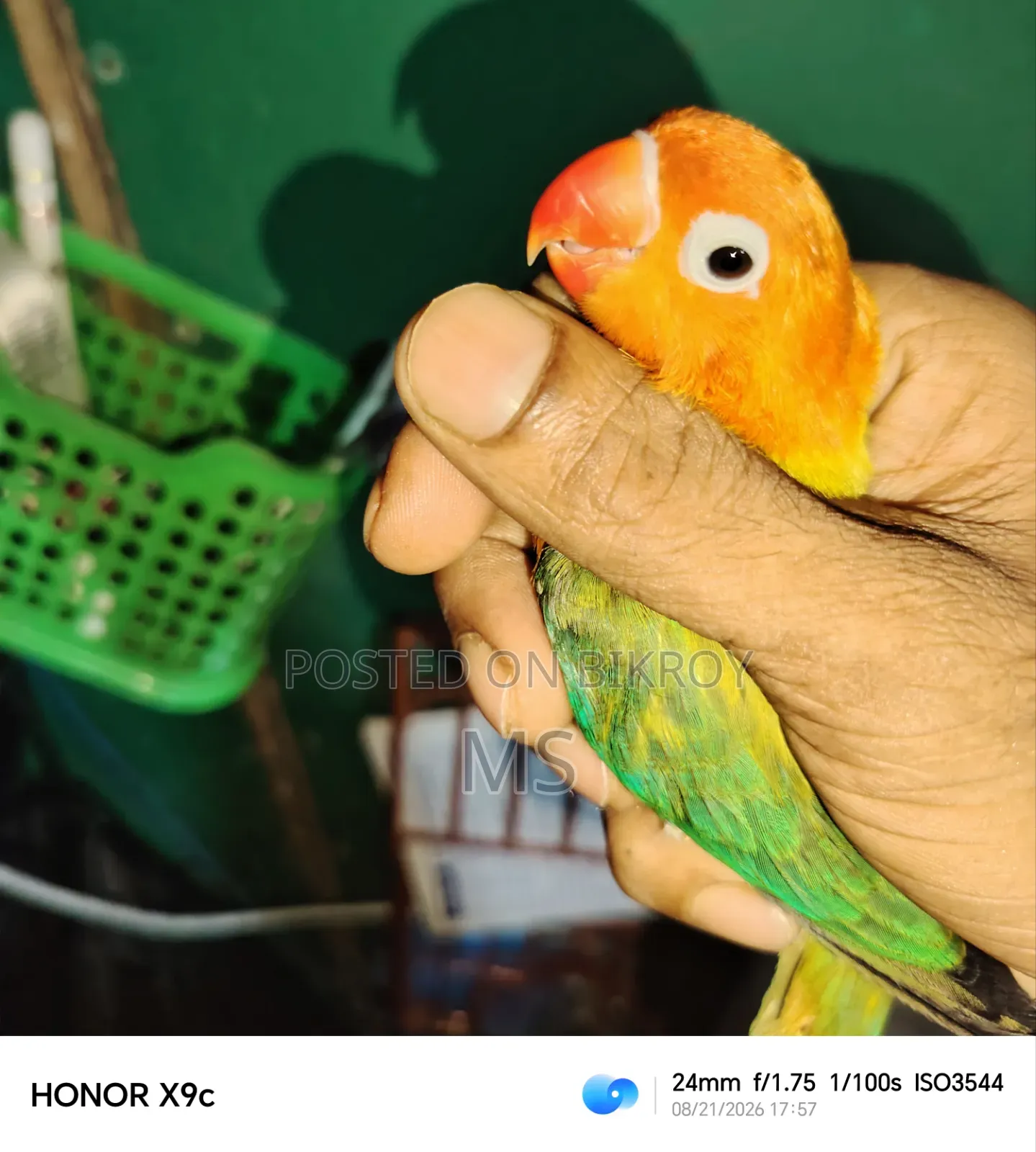 একটি সিঙ্গেল লাভ ফিমেল বিক্রয় হবে