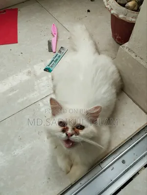 ৩-৬ মাসের পুরুষ পিওরব্রেড পার্সিয়ান