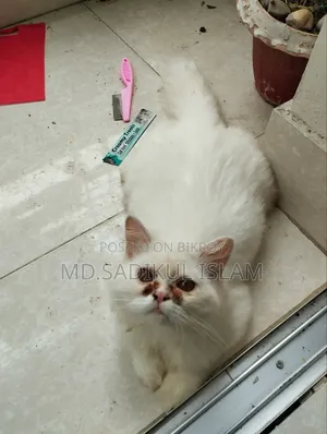 ৩-৬ মাসের পুরুষ পিওরব্রেড পার্সিয়ান