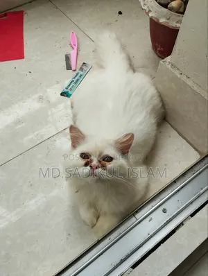 ৩-৬ মাসের পুরুষ পিওরব্রেড পার্সিয়ান