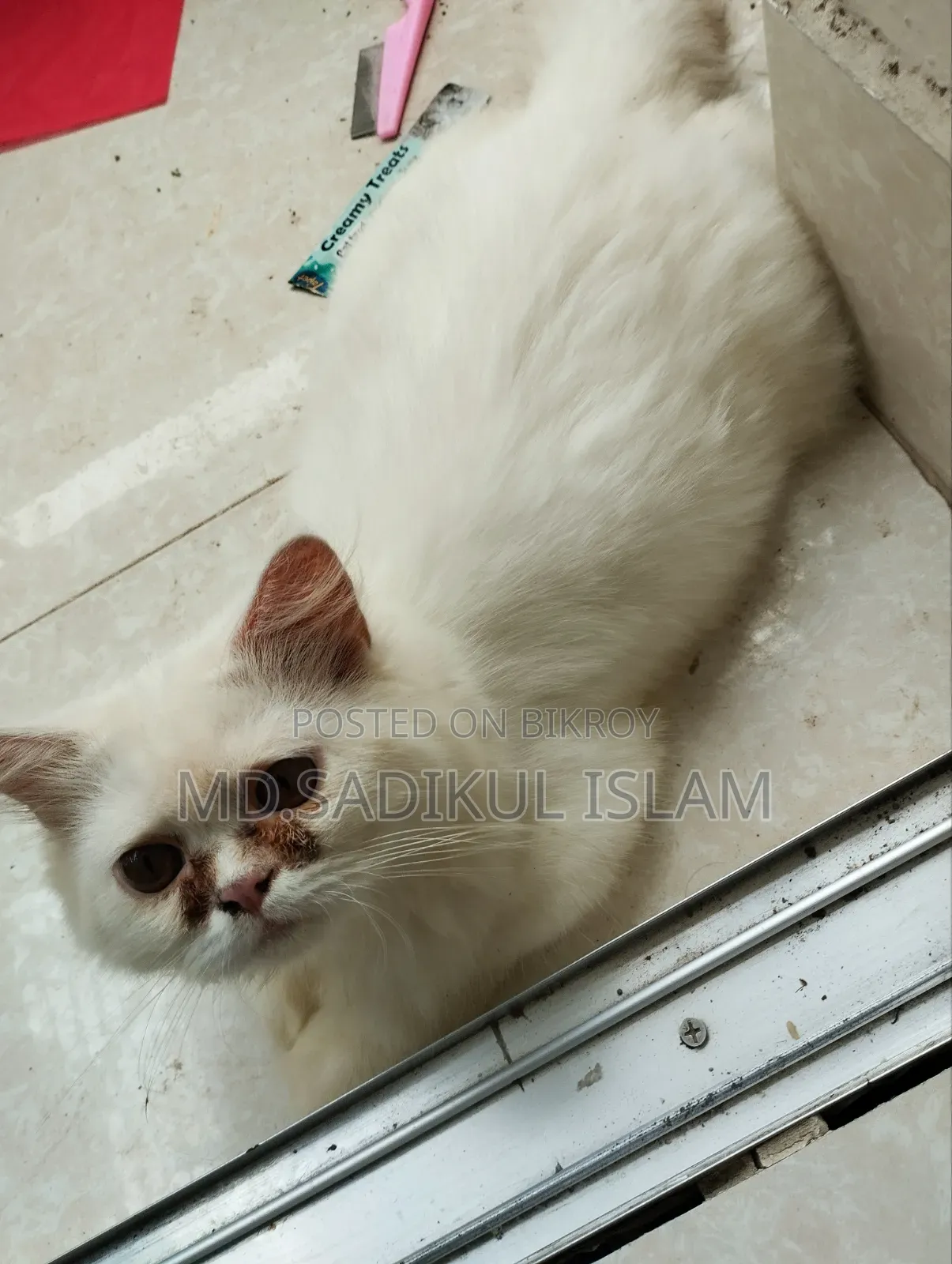 ৩-৬ মাসের পুরুষ পিওরব্রেড পার্সিয়ান