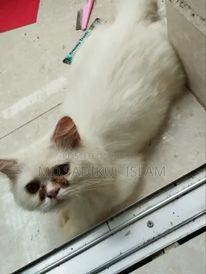 ৩-৬ মাসের পুরুষ পিওরব্রেড পার্সিয়ান
