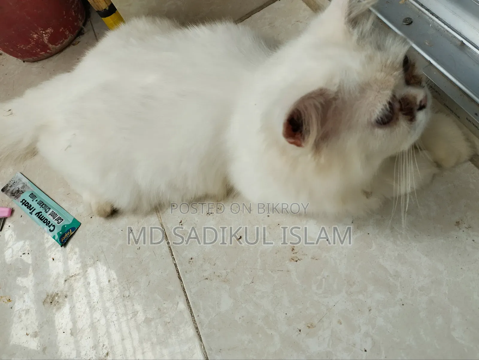 ৩-৬ মাসের পুরুষ পিওরব্রেড পার্সিয়ান