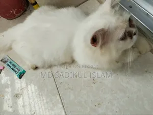 ৩-৬ মাসের পুরুষ পিওরব্রেড পার্সিয়ান