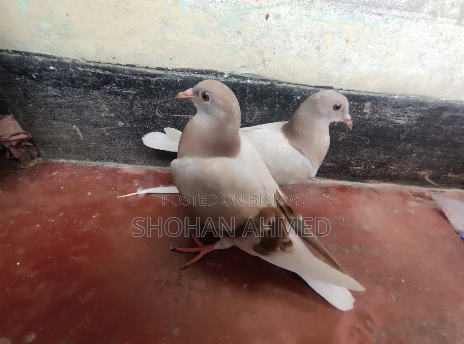 Running Baby Pigeon