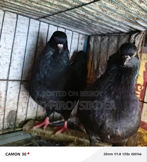 New adult pair of Souking pigeons