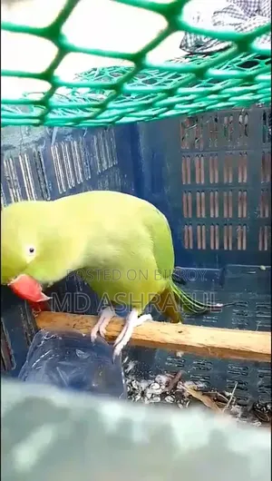 কথা বলা টিয়া