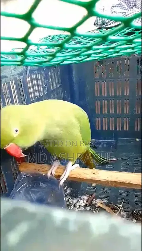 কথা বলা টিয়া