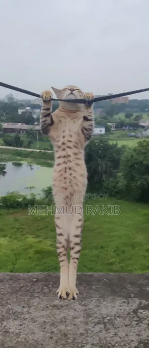৩-৬ মাসের পুরুষ মিক্সড ব্রিড বেঙ্গল