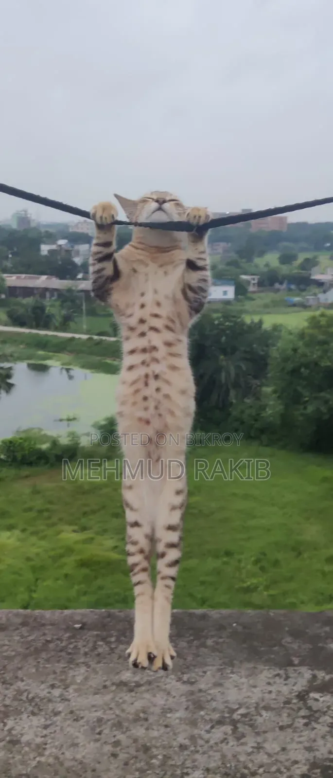 ৩-৬ মাসের পুরুষ মিক্সড ব্রিড বেঙ্গল