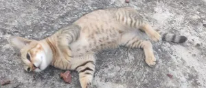 3-6 Months Male Mixed Breed Bengal