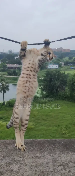 ৩-৬ মাসের পুরুষ মিক্সড ব্রিড বেঙ্গল