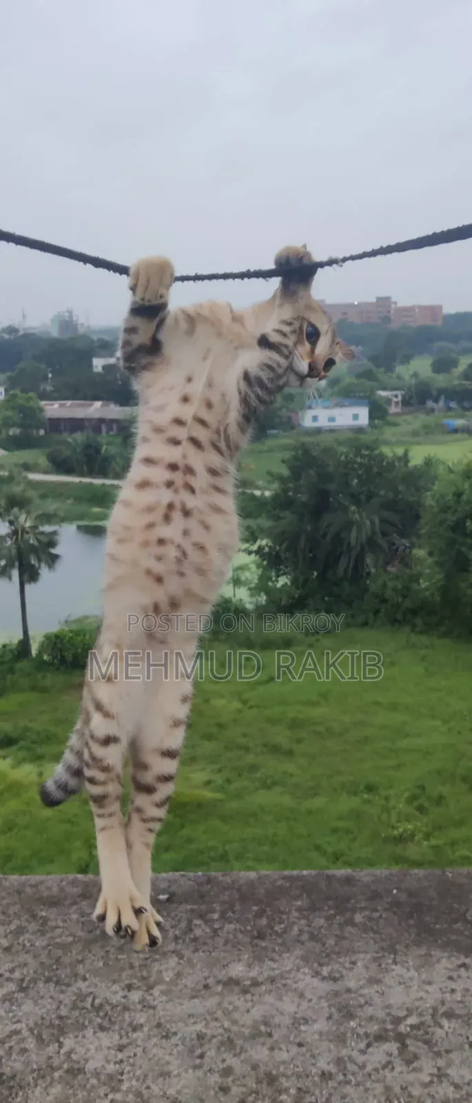 ৩-৬ মাসের পুরুষ মিক্সড ব্রিড বেঙ্গল