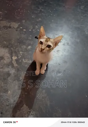 3-6 Months Male Mixed Breed Cat