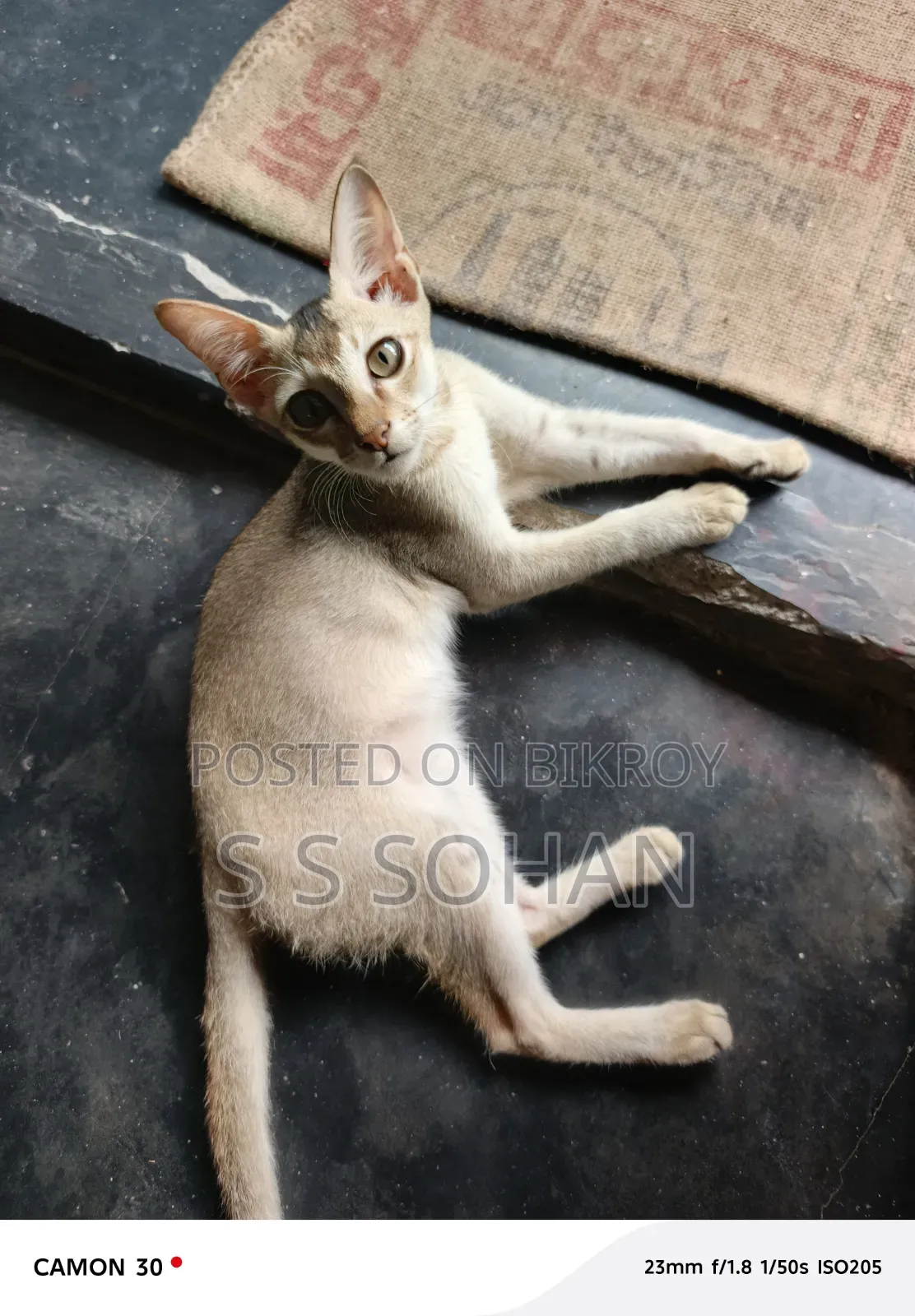 3-6 Months Male Mixed Breed Cat