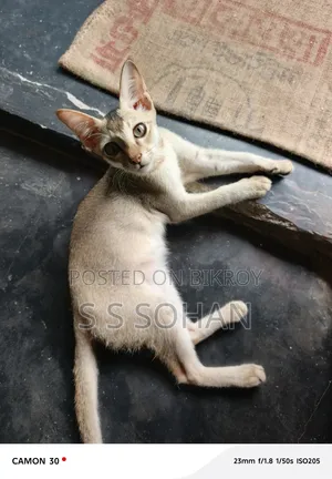 3-6 Months Male Mixed Breed Cat