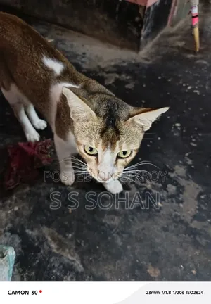 3-6 Months Male Mixed Breed Cat
