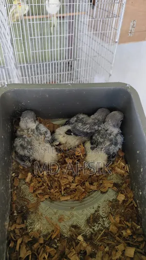 বিউটিফুল লাভবার্ড চিক্স ফর সেল