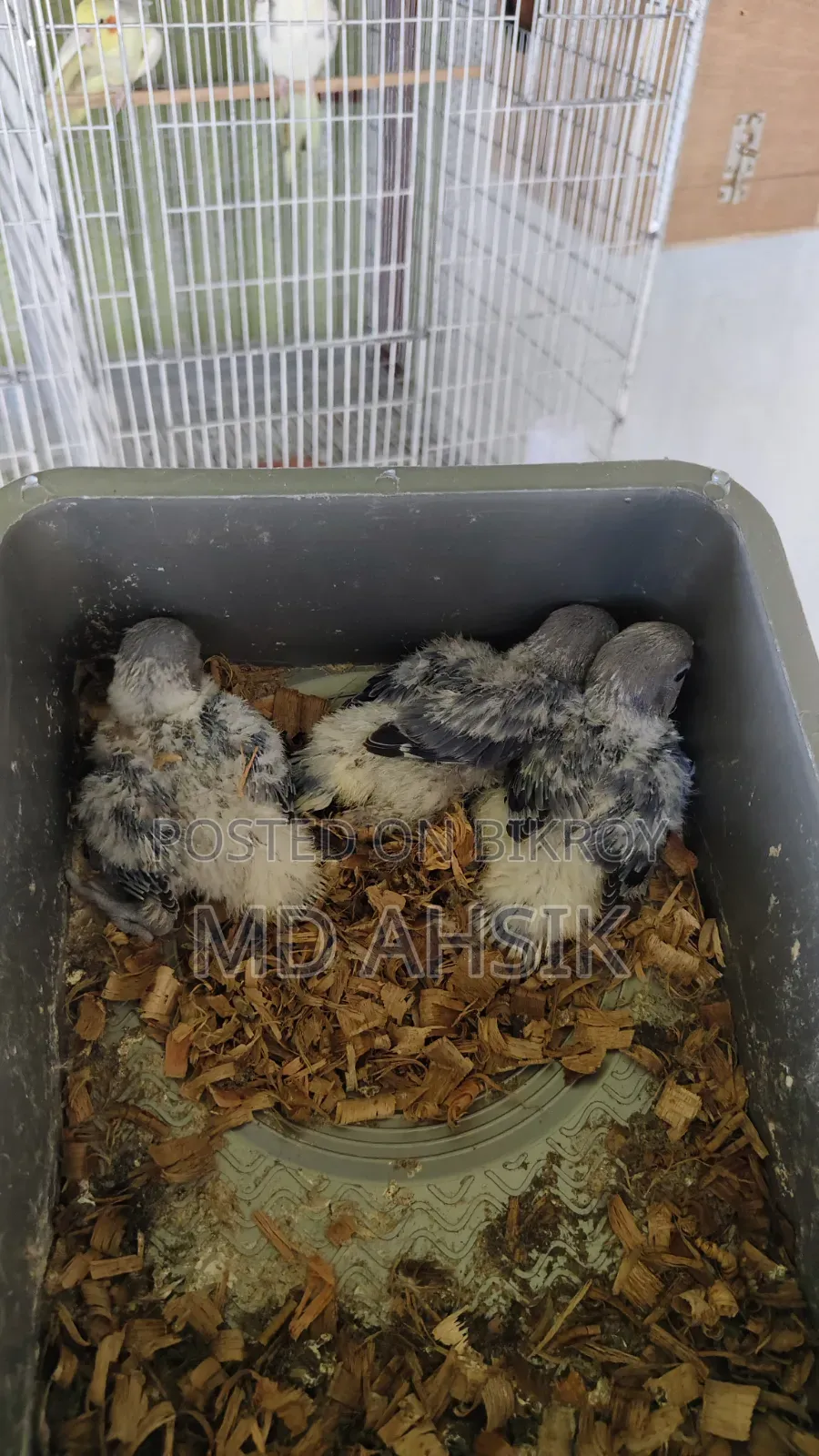 বিউটিফুল লাভবার্ড চিক্স ফর সেল