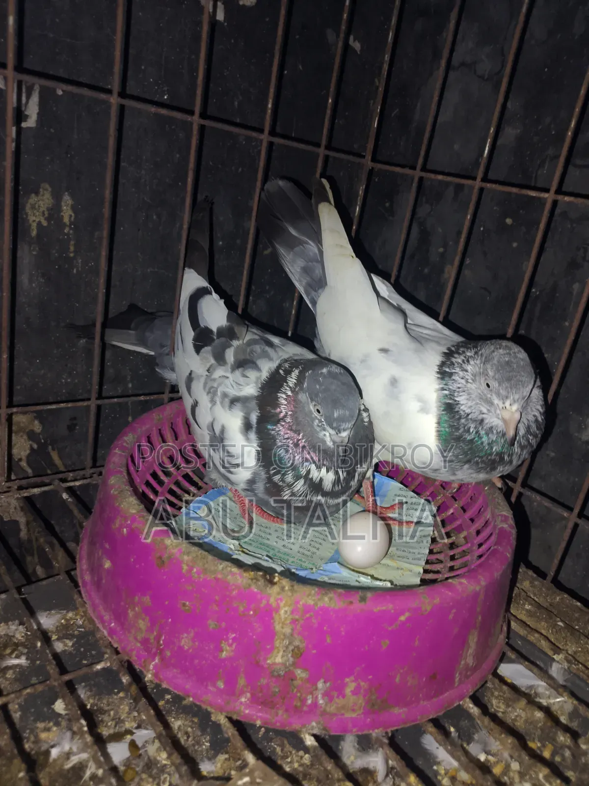 Original Teddy Pigeon