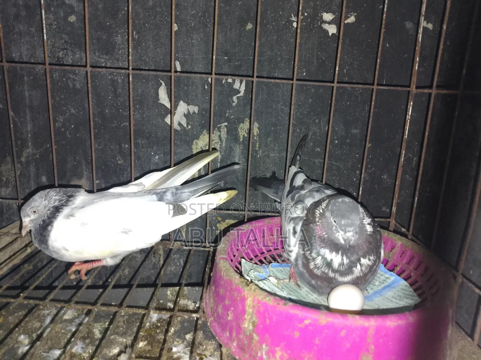 Original Teddy Pigeon
