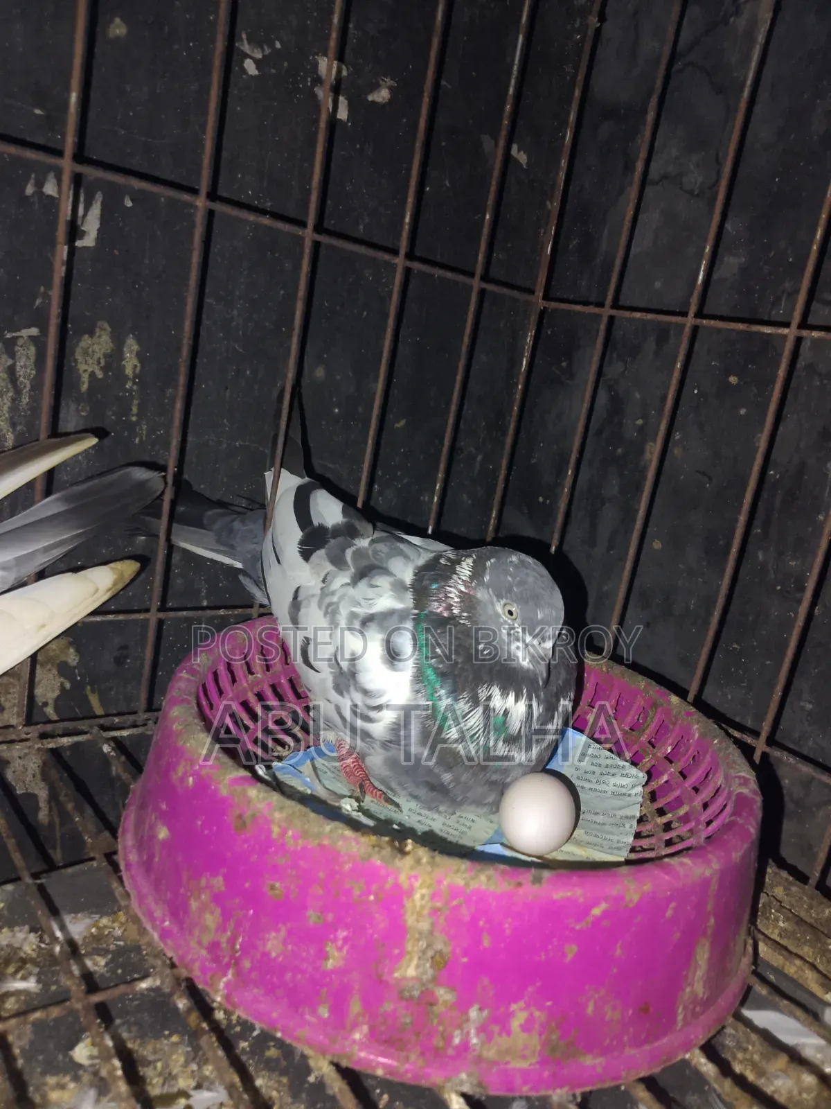 Original Teddy Pigeon