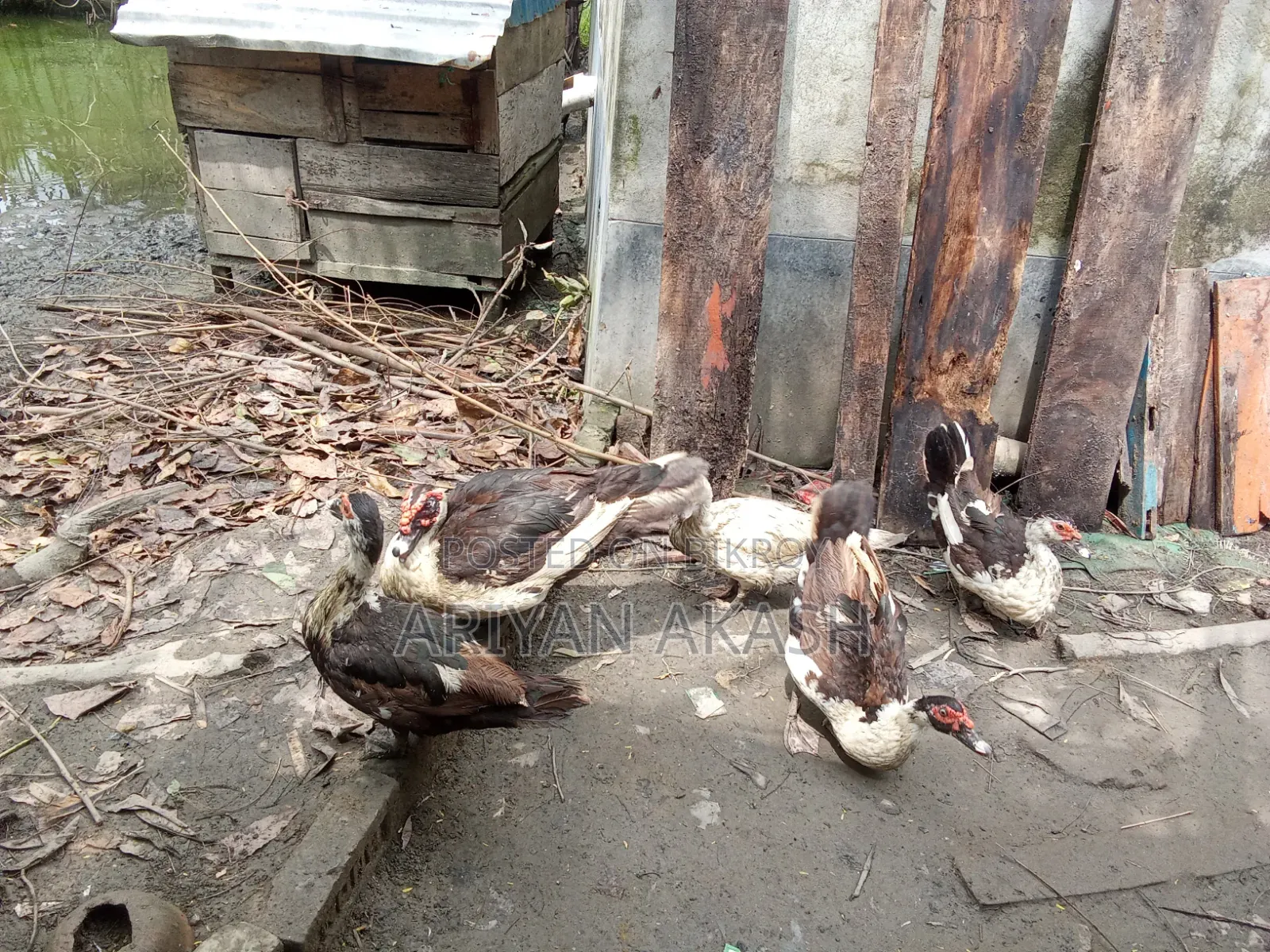 Egg-laying Muscovy Duck