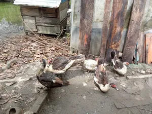 Egg-laying Muscovy Duck