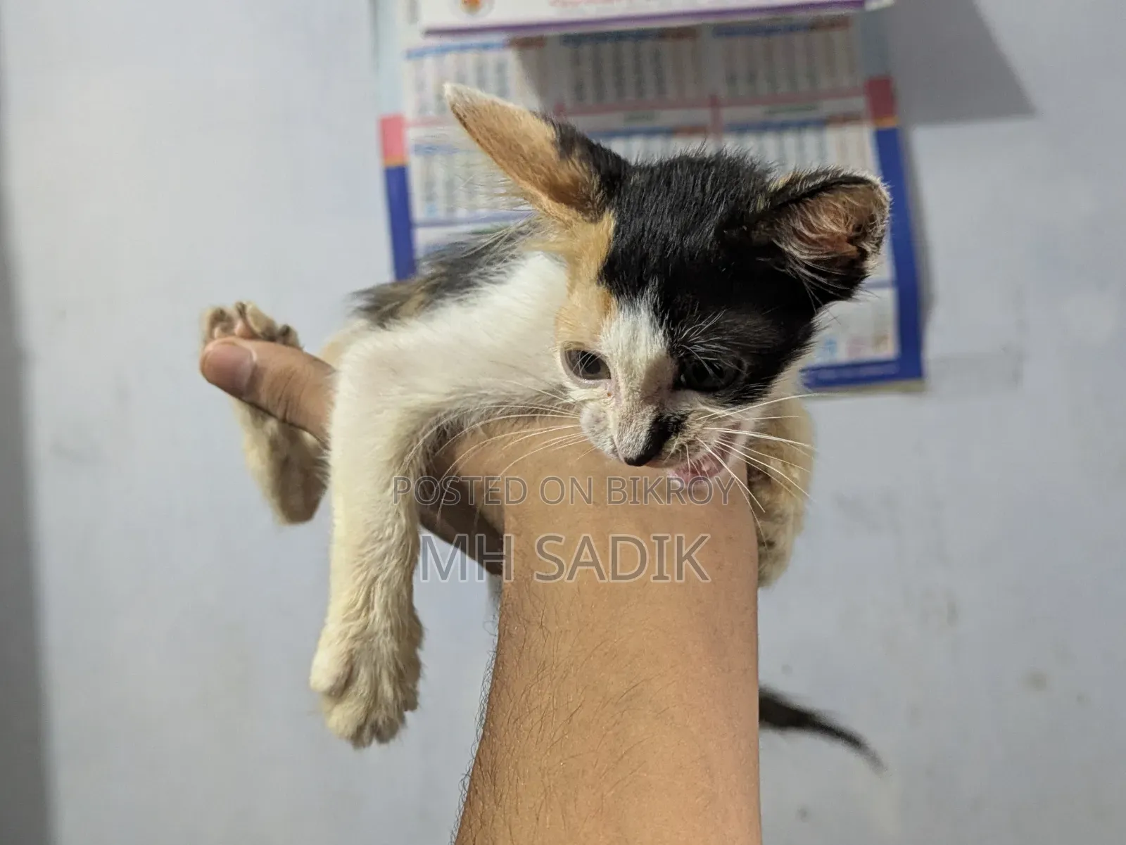 ১-৩ মাস বয়সী ফিমেল মিক্সড ব্রিড পার্সিয়ান