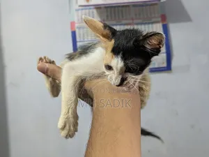 ১-৩ মাস বয়সী ফিমেল মিক্সড ব্রিড পার্সিয়ান