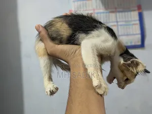 ১-৩ মাস বয়সী ফিমেল মিক্সড ব্রিড পার্সিয়ান