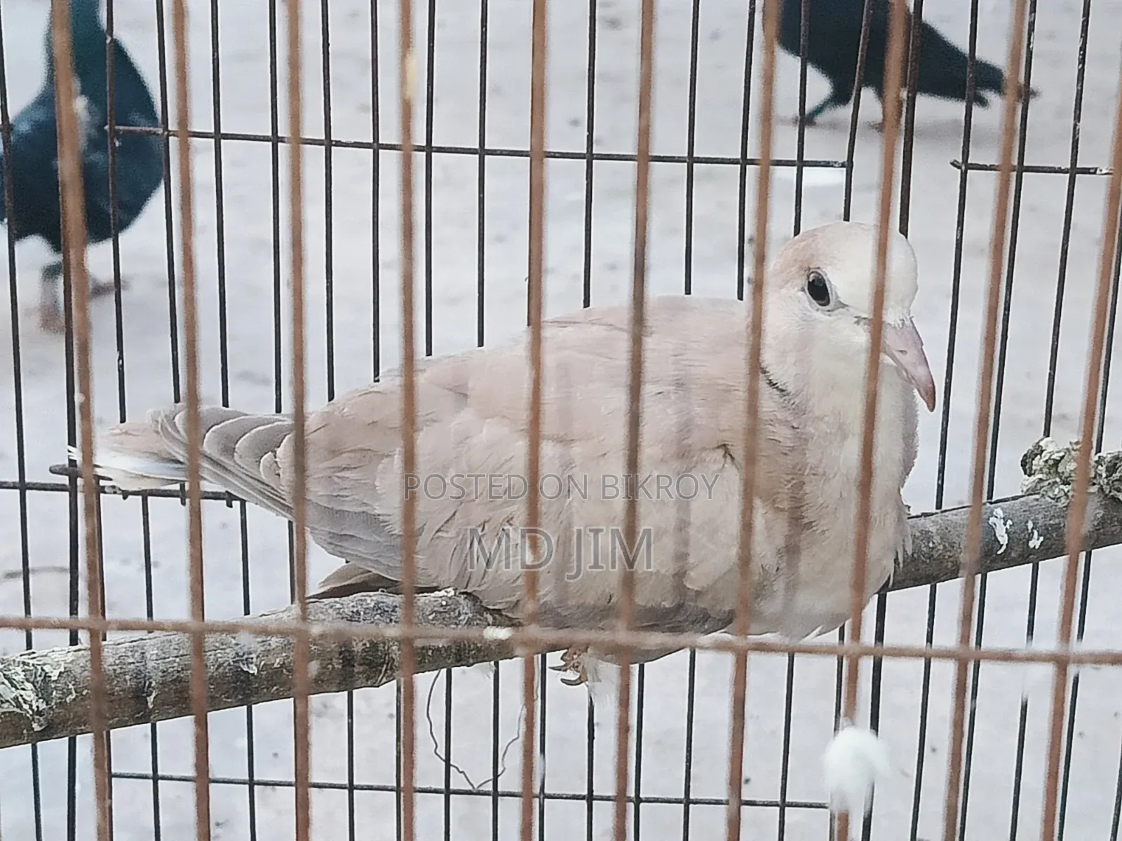 1 PCS Dove