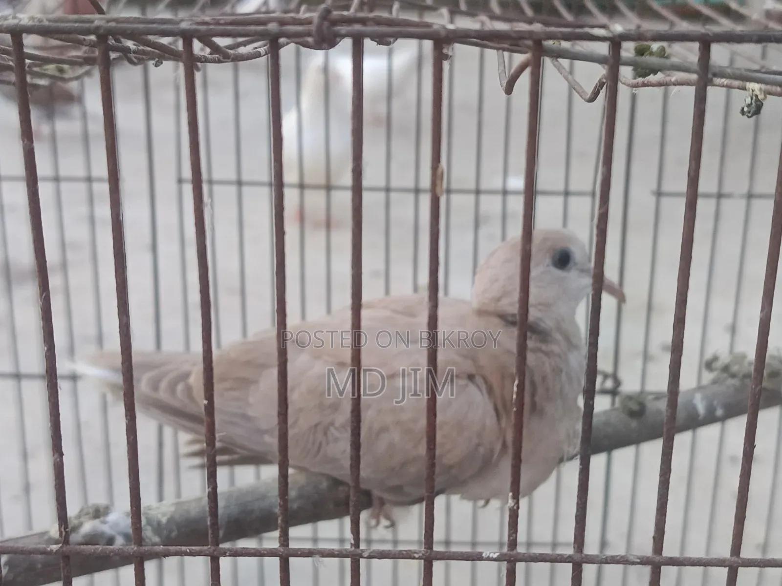 1 PCS Dove