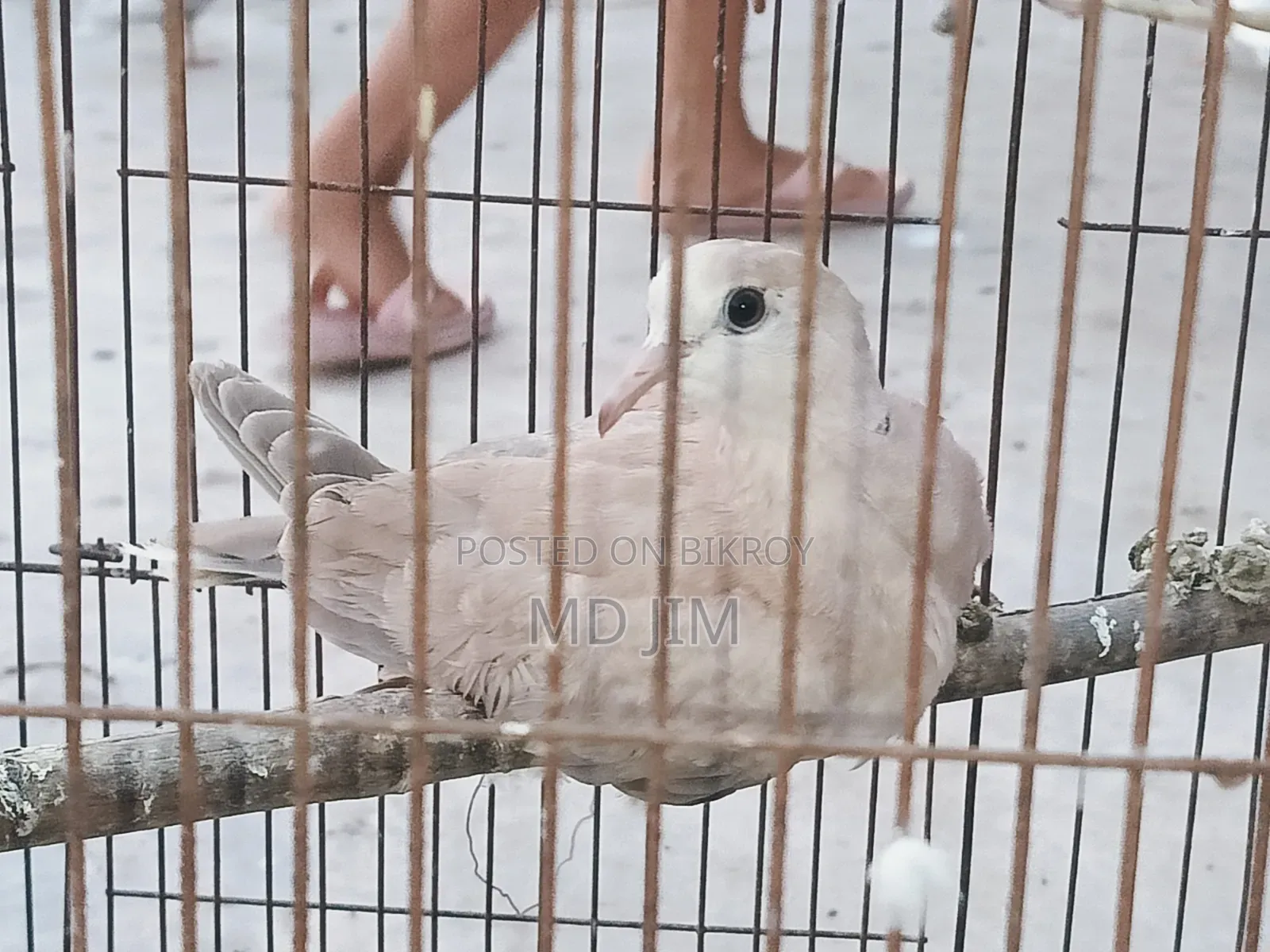 1 PCS Dove