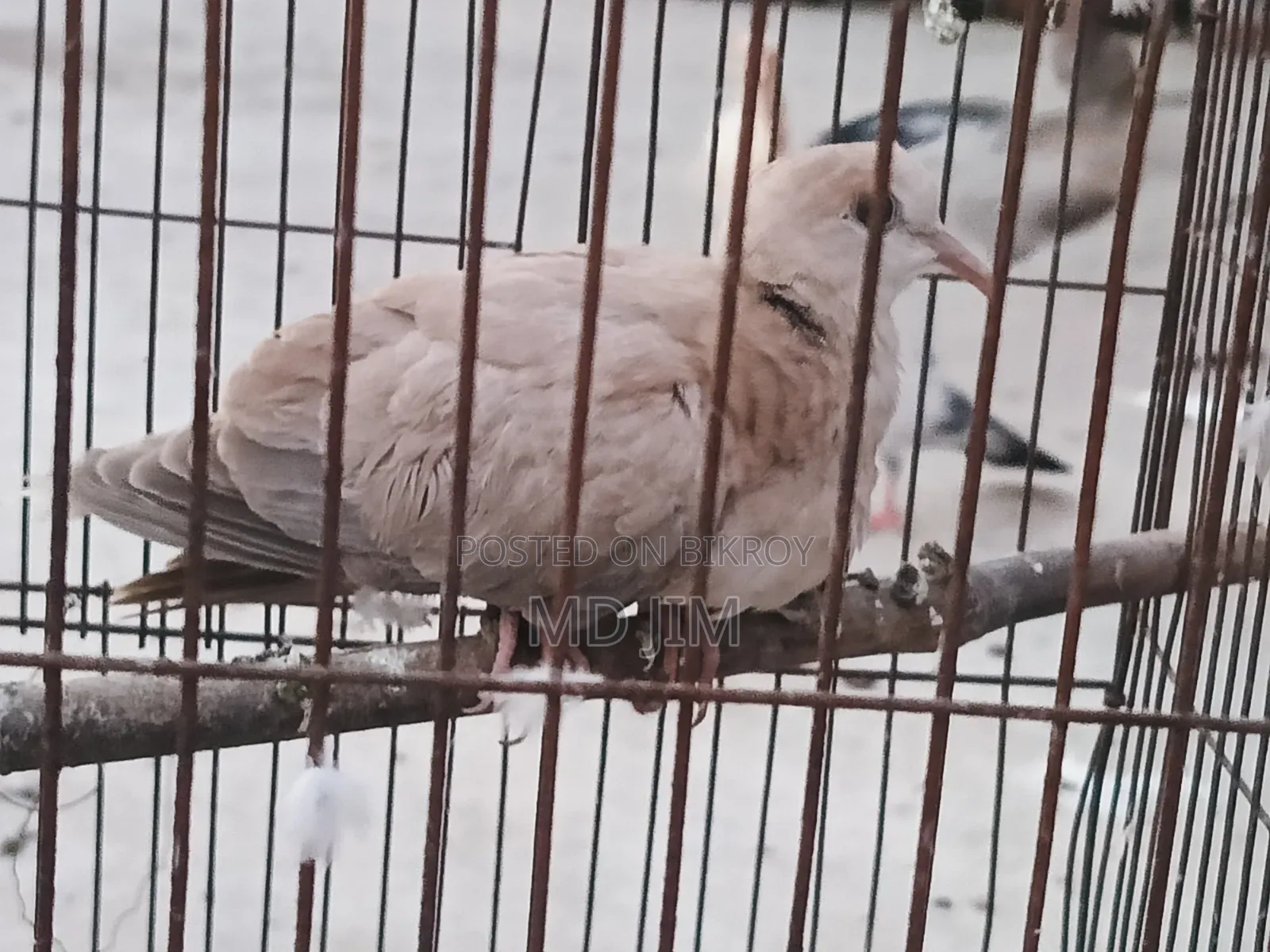 1 PCS Dove