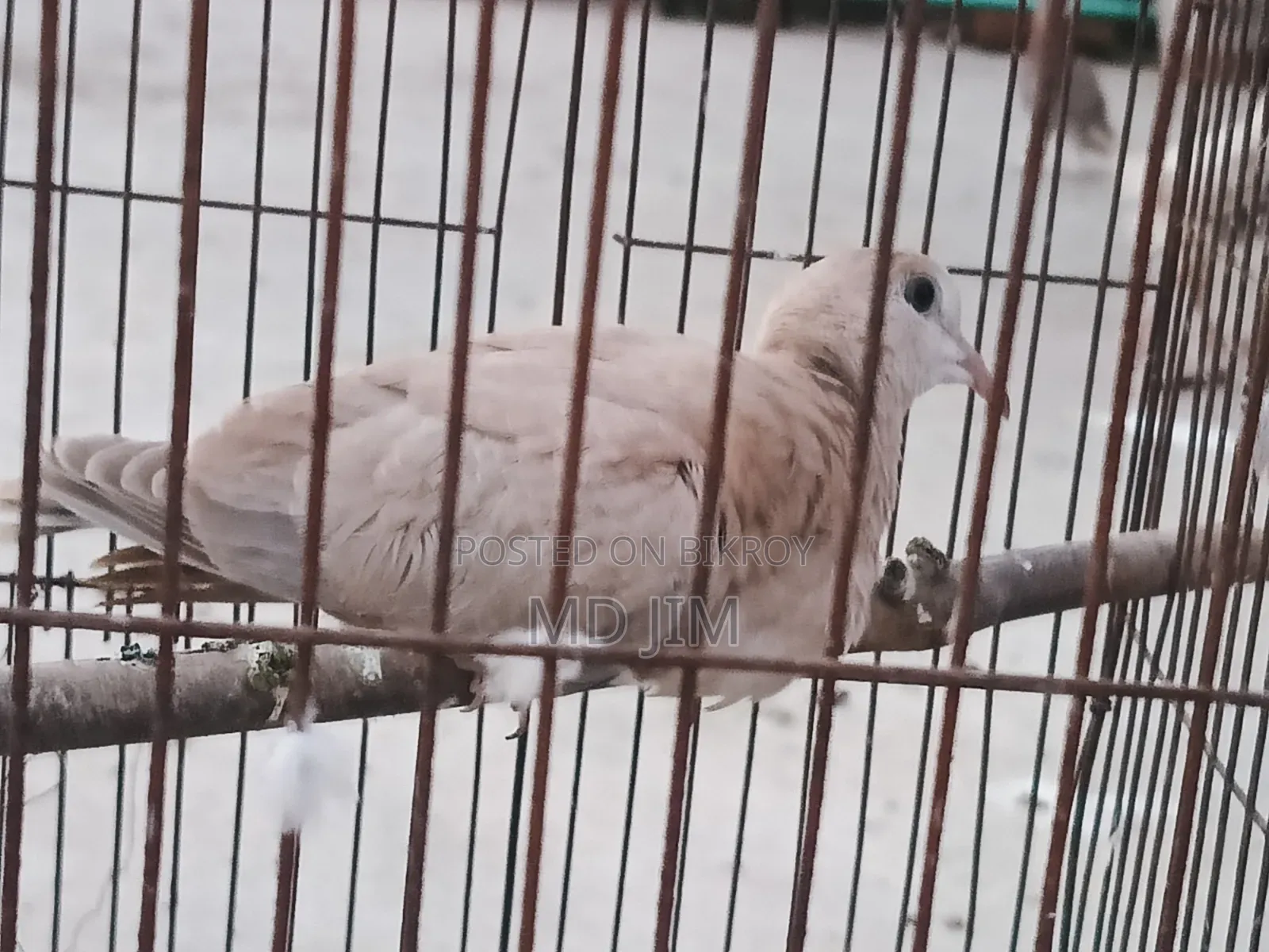 1 PCS Dove