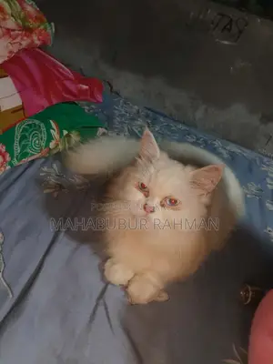 ১+ বছরের ফিমেল পিওরব্রেড পার্সিয়ান