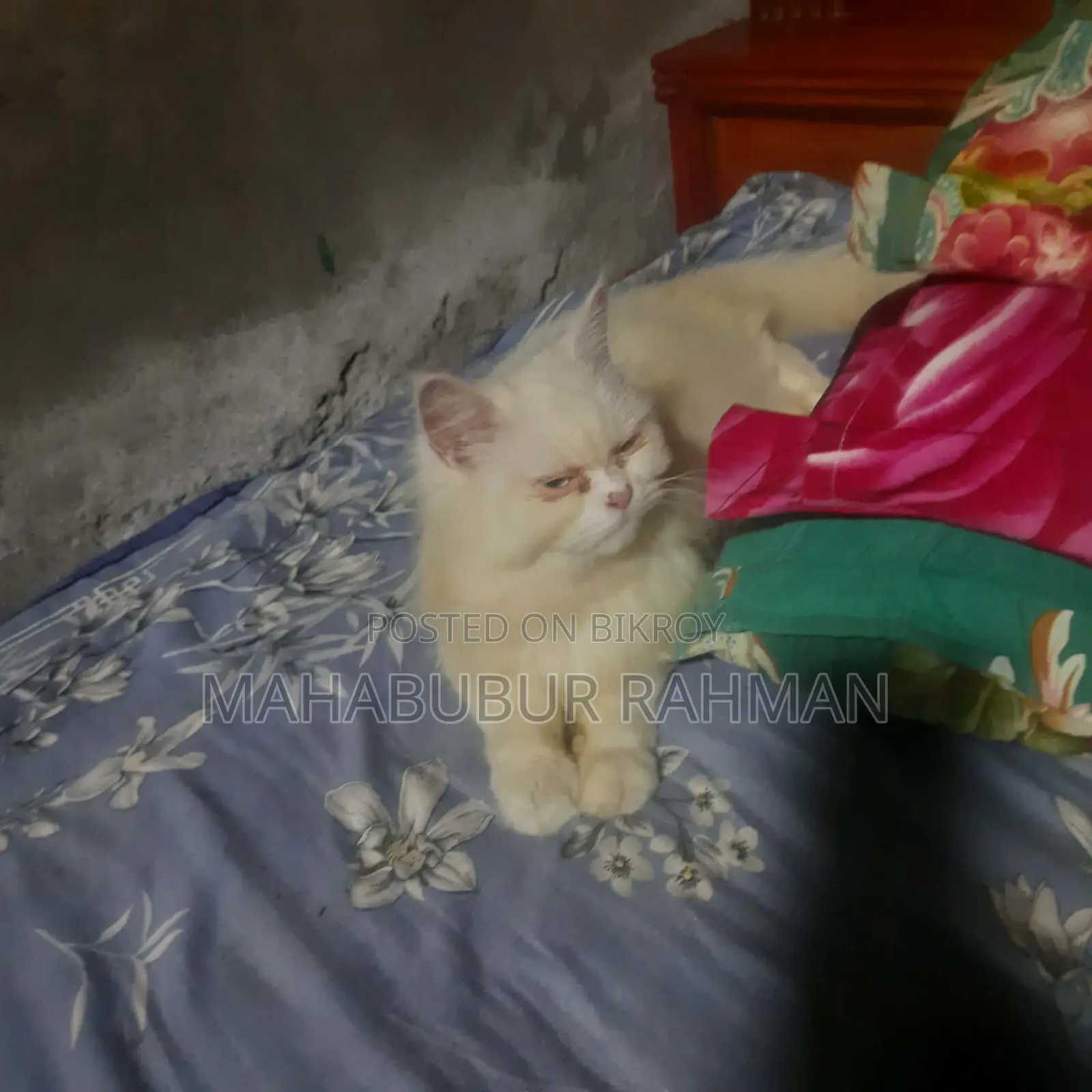 ১+ বছরের ফিমেল পিওরব্রেড পার্সিয়ান