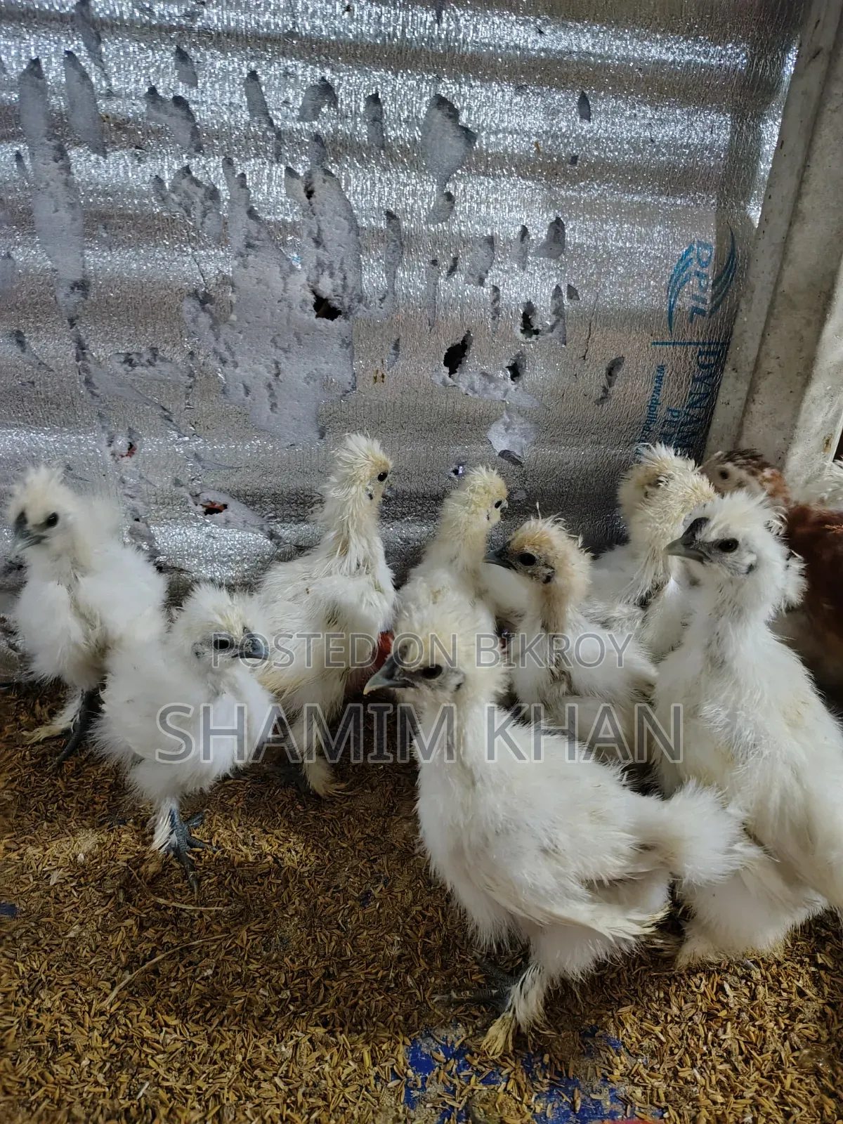 Dollface Silkie Baby for Sale