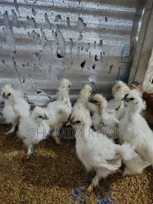 Dollface Silkie Baby for Sale