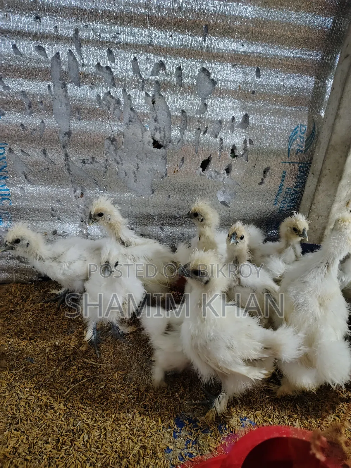 Dollface Silkie Baby for Sale