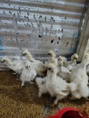Dollface Silkie Baby for Sale