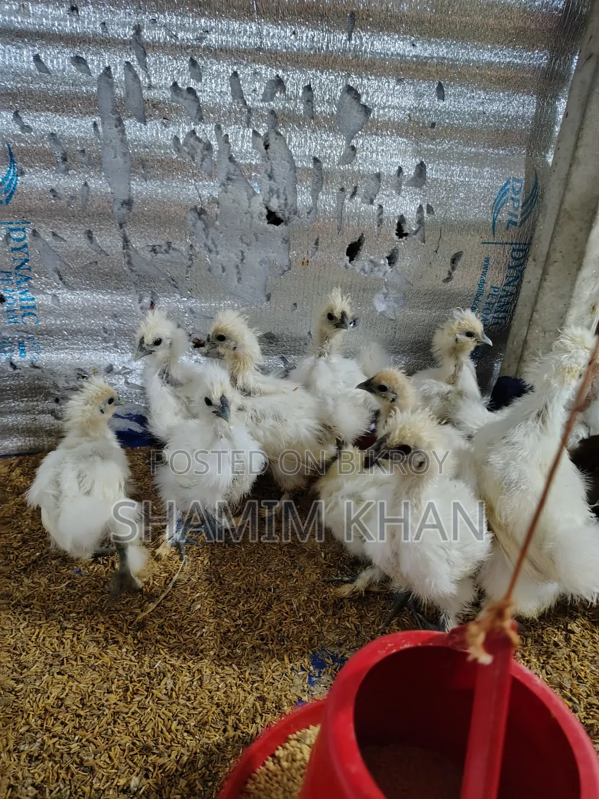 Dollface Silkie Baby for Sale