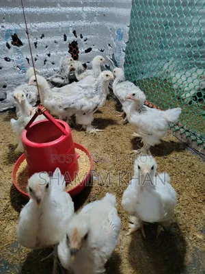 কলম্বিয়ান লাইট ব্রাহামার বাচ্চা বিক্রয়