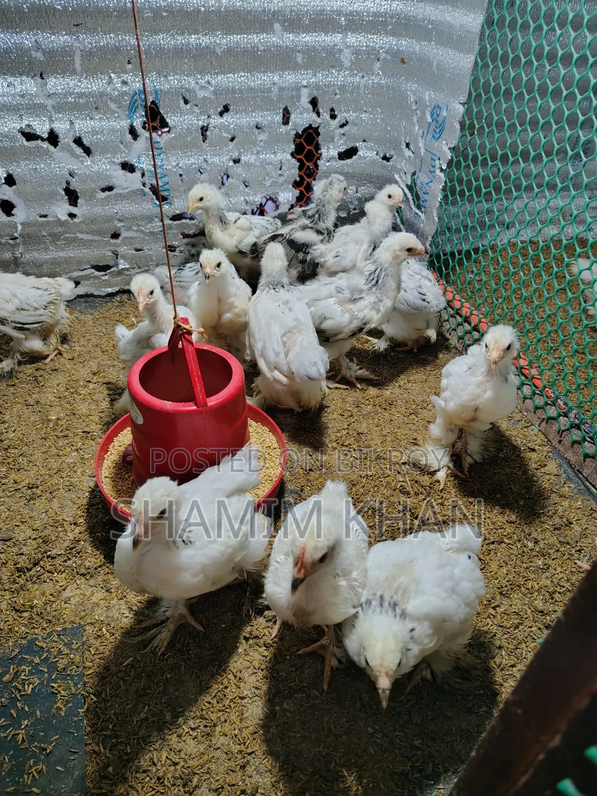 কলম্বিয়ান লাইট ব্রাহামার বাচ্চা বিক্রয়