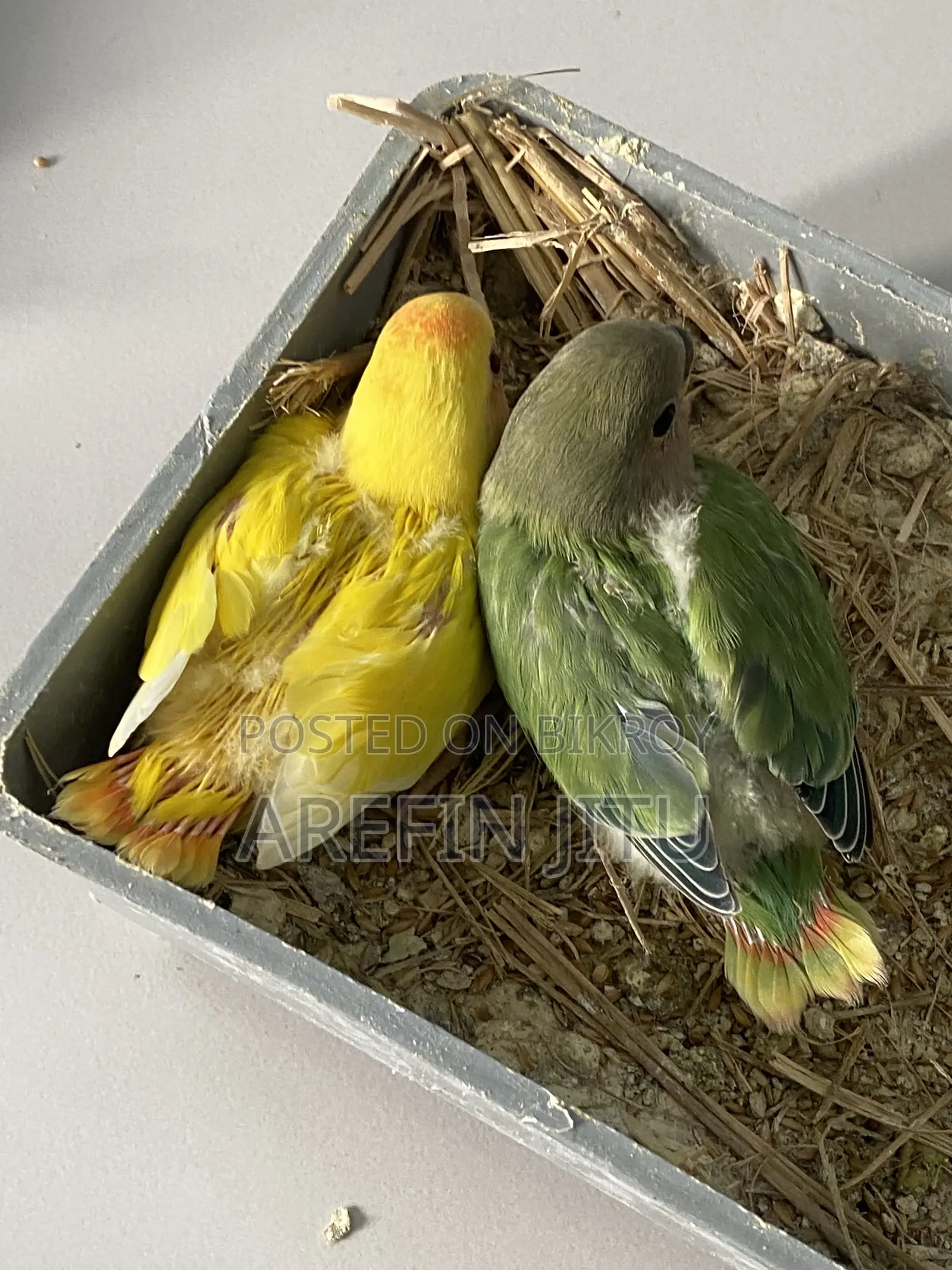 Love Bird Baby